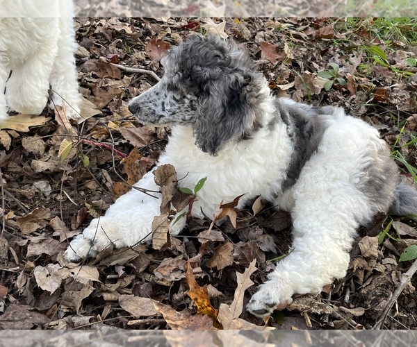 Medium Photo #1 Poodle (Standard) Puppy For Sale in MOCKSVILLE, NC, USA