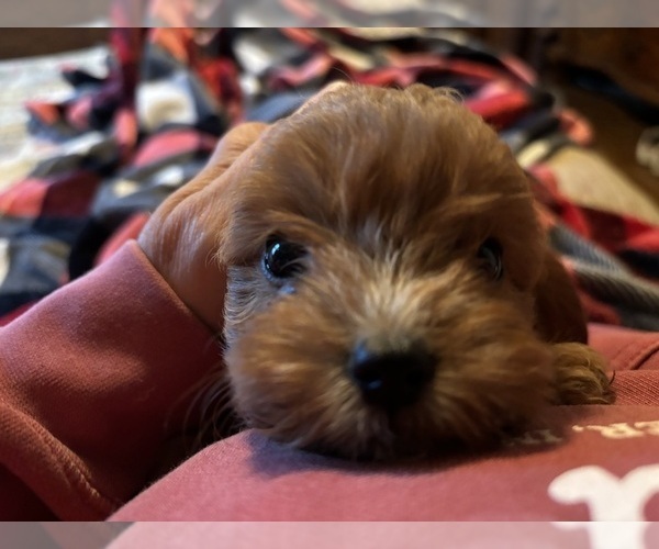 View Ad Cavapoo Puppy for Sale near Indiana, JASPER, USA. ADN839106