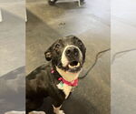 Small Mutt