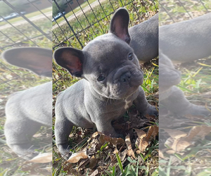 French Bulldog Puppy for sale in BEAUMONT, TX, USA