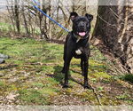 Small Labrador Retriever Mix