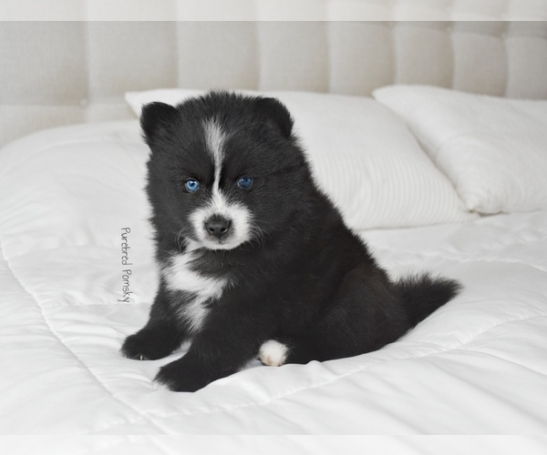 Medium Photo #2 Pomsky Puppy For Sale in KANSAS CITY, MO, USA