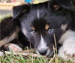 Small Photo #2 Australian Shepherd Puppy For Sale in MARIANNA, FL, USA