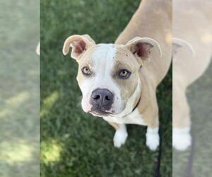 American Pit Bull Terrier Dogs for adoption in West Valley, UT, USA