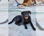 Small #8 Rottweiler Mix