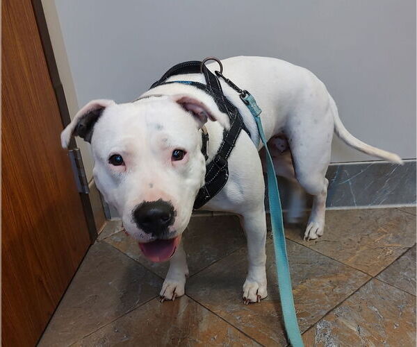 Medium Photo #2 Bullypit Puppy For Sale in Techny, IL, USA