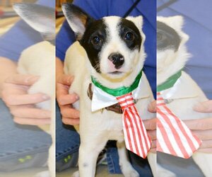 Rat Terrier Dogs for adoption in Horn Lake, MS, USA