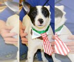 Small Photo #1 Rat Terrier Puppy For Sale in Horn Lake, MS, USA