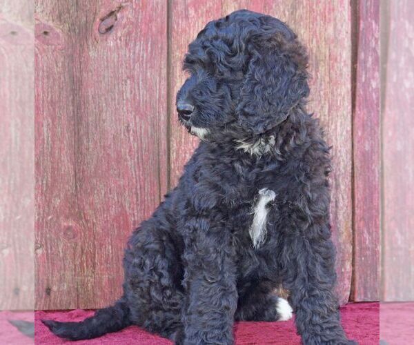 Medium Photo #3 Bernedoodle Puppy For Sale in THORP, WI, USA