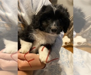 Aussie-Poo Puppy for sale in ELMWOOD, WI, USA