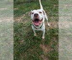 Small #5 American Bulldog Mix