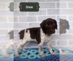 Small Photo #4 German Shorthaired Pointer Puppy For Sale in ELBERTA, AL, USA