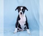 Small #4 Colonial Cocker Spaniel Mix