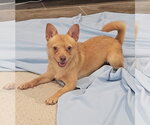 JJ - Male Chihuahua-Unknown Mix Dog for Adoption - Small photo