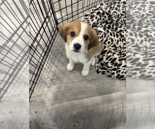 Medium Photo #1 Great Pyrenees-Unknown Mix Puppy For Sale in Plainfield, IL, USA