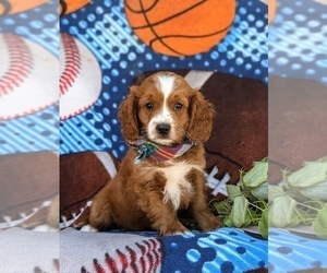 Cavapoo Puppy for sale in CHRISTIANA, PA, USA