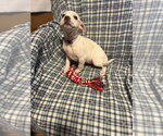 Small #2 Jack Russell Terrier Mix
