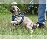 Small #5 Pug