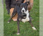 Small #3 Boxer-Dutch Shepherd  Mix