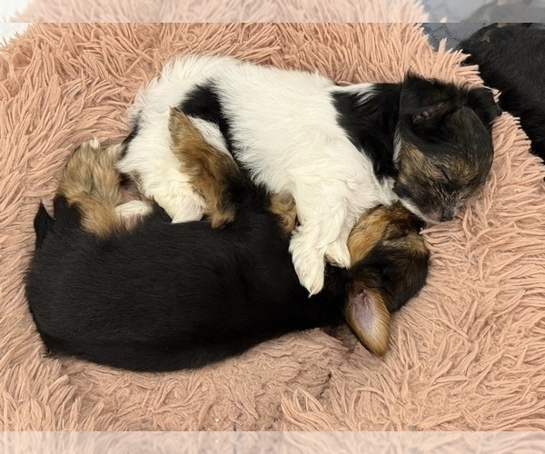 Medium Photo #5 Yorkshire Terrier Puppy For Sale in STAPLETON, AL, USA