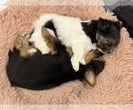 Small #4 Yorkshire Terrier