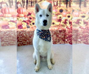 Alaskan Malamute-Unknown Mix Dogs for adoption in Newport Beach, CA, USA