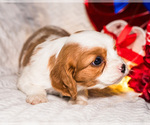 Small Photo #12 Cavalier King Charles Spaniel Puppy For Sale in WAKARUSA, IN, USA