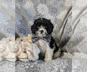 Cavapoo Puppy for sale in NEW HOLLAND, PA, USA
