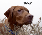 Image preview for Ad Listing. Nickname: Bert