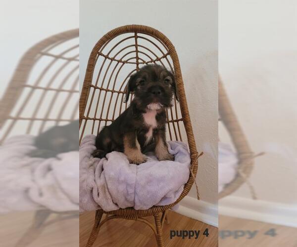 Medium Photo #1 Miniature Schnauzer-Unknown Mix Puppy For Sale in San Antonio, TX, USA