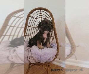Miniature Schnauzer-Unknown Mix Dogs for adoption in San Antonio, TX, USA