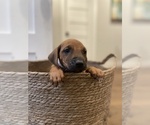 Small Photo #35 Rhodesian Ridgeback Puppy For Sale in BOERNE, TX, USA