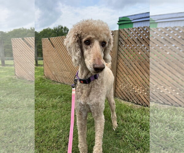 Medium Photo #5 Poodle (Standard)-Unknown Mix Puppy For Sale in Pacolet, SC, USA