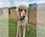 Small #4 Poodle (Standard) Mix