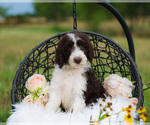 Small Photo #2 Aussiedoodle Puppy For Sale in STRAFFORD, MO, USA