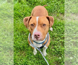 Mutt Dogs for adoption in Sacramento, CA, USA