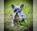 Small Photo #4 French Bulldog Puppy For Sale in BAY CITY, TX, USA