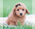 Small Photo #44 Goldendoodle (Miniature) Puppy For Sale in WARSAW, IN, USA