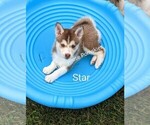 Small Photo #8 Pomsky Puppy For Sale in ROCHESTER, MN, USA