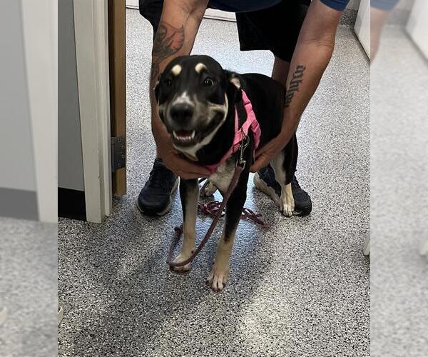 Medium Photo #1 German Shepherd Dog-Unknown Mix Puppy For Sale in Palmetto, FL, USA