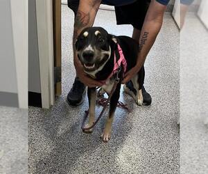 German Shepherd Dog-Unknown Mix Dogs for adoption in Palmetto, FL, USA