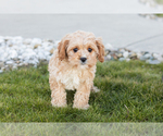Small Photo #2 Cavapoo Puppy For Sale in MILLERSBURG, IN, USA