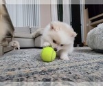 Small Photo #34 Pomeranian Puppy For Sale in CITRUS HEIGHTS, CA, USA