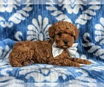 Small Photo #4 Cockapoo-Poodle (Miniature) Mix Puppy For Sale in PEACH BOTTOM, PA, USA