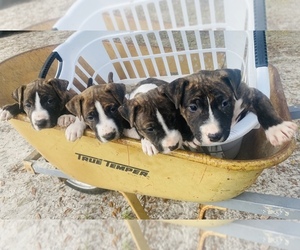 American Pit Bull Terrier-Bull Terrier Mix Puppy for sale in LIVE OAK, FL, USA