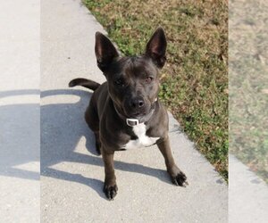 Pembroke Welsh Corgi-Unknown Mix Dogs for adoption in New Orleans, LA, USA