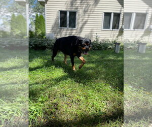 Ingrid - Female Rottweiler Dog for Adoption - Photo #3