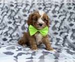 Small #8 Cavapoo (Miniature)