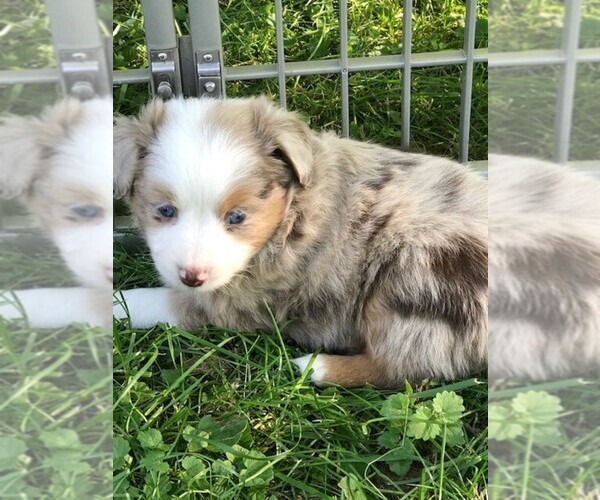 Medium Photo #5 Australian Shepherd Puppy For Sale in ZANESVILLE, OH, USA