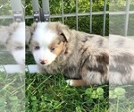 Small Photo #5 Australian Shepherd Puppy For Sale in ZANESVILLE, OH, USA